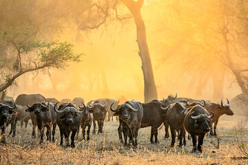 A herd of Buffalo raises the dust in the early morning sunlight of the Lower Zambezi National Park...