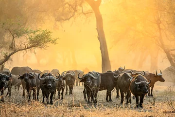 Tuinposter A herd of Buffalo raises the dust in the early morning sunlight of the Lower Zambezi National Park in Zambia. © Bill