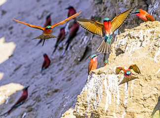 Part of a Colony of Carmine Bee-eaters nesting in the banks of the Luambe River in Zambia.