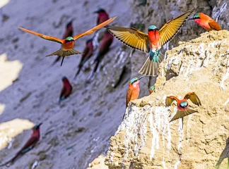 Foto op Aluminium Part of a Colony of Carmine Bee-eaters nesting in the banks of the Luambe River in Zambia. © Bill