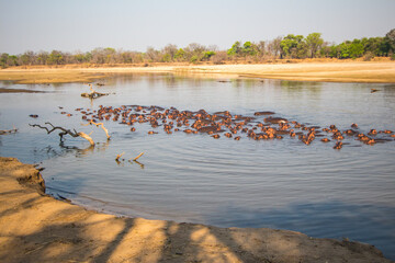 A large pod of Hippos in the diminishing waters of the Luambe River in Zambia during the dry season.