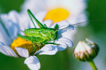 macro photo