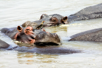 Two Hippos resting in the Luangwa River in South Luangwa National Park, Zambia.