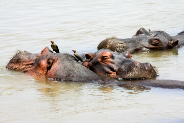 Red-billed Oxpeckers on the heads of three Hippos resting in the Luangwa River in South Luangwa National Park, Zambia.