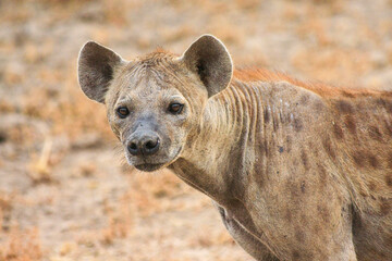 Portrait of a Hyaena in South Luangwa National Park, Zambia.