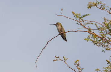 Female hummingbird on branch 