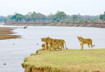 Four young Lions on the riverbank overlooking the Luangwa River in South Luangwa National Park, Zambia.