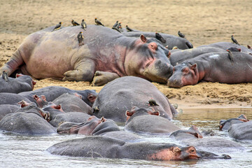A pod of young Hippos on a sandbank in the Luangwa River at South Luangwa National Park in  Zambia.