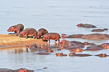 A pod of young Hippos beside a sandbank in the Luangwa River at South Luangwa,National Park in  Zambia.