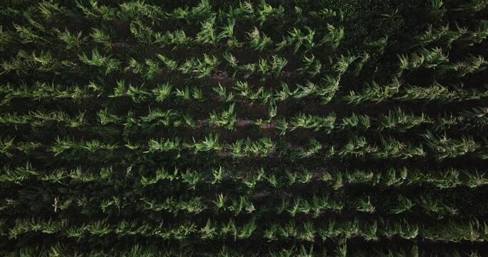 Aerial view of corn field in Sacred Valey in Cusco Peru. Peruvian Andes agriculture of traditional product in America.