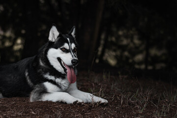 siberian wolf in the forest