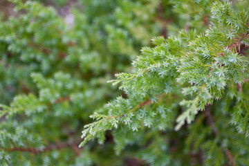 Selective focus of fresh green juniper bush. Natural textured background