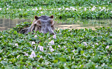 A solitary Hippo emerges from under the water hyacinths in the Zambezi River in Lower Zambezi...