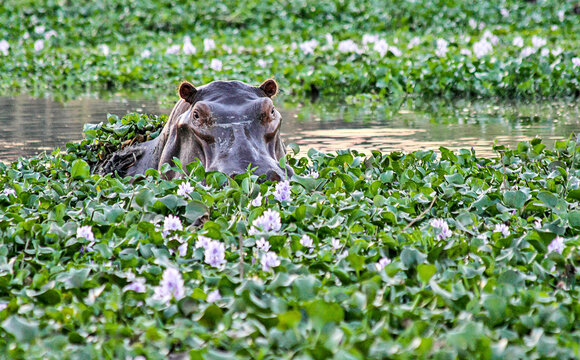 A solitary Hippo emerges from under the water hyacinths in the Zambezi River in Lower Zambezi National Park, Zambia.