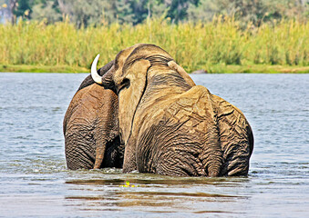 Two large adult female elephants in company as they cross the Zambezi River - Lower Zambezi, Zambia.