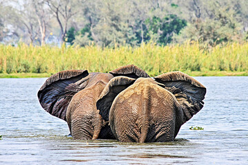 Two large adult female elephants flapping their ears in unison as they cross the Zambezi River -...