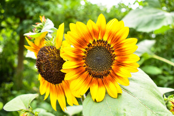 sunflower in the garden