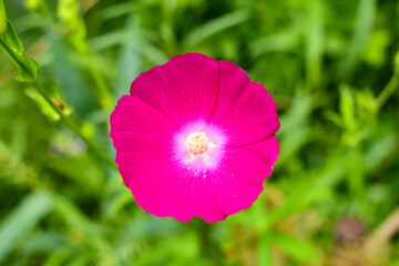 pink flower