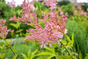 pink flowers in the garden