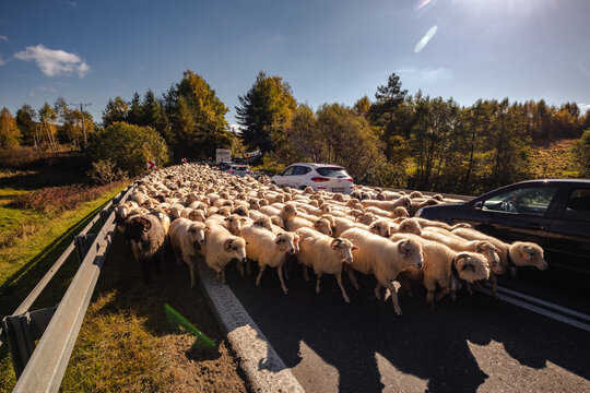 Sheep walking in a traditional redyk in the Pieniny Mountains. Hundreds of sheep roam the streets between pastures.