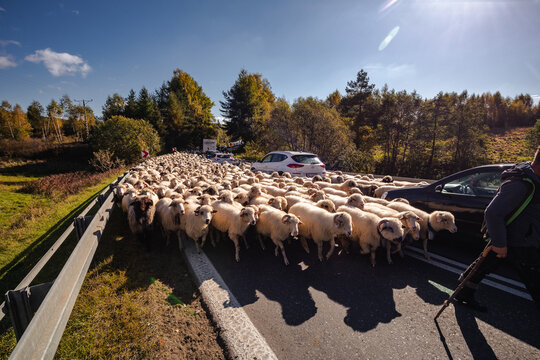 Sheep walking in a traditional redyk in the Pieniny Mountains. Hundreds of sheep roam the streets between pastures.