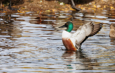 Northern shoveler drake duck in pond