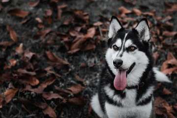 husky dog ​​among autumn leaves