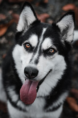 husky dog ​​among autumn leaves