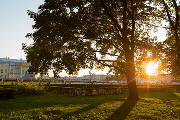 orange yellow sunset light shining through trees on green grass of a field forming contrast black silhouettes and dramatic dark shadows. Golden hour, Alexander Garden park. Saint Petersburg, Russia