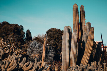 cactus