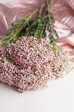 Ozotamnus flowers on pink silk background