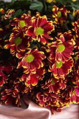 Red-yellow bush chrysanthemums. Bouquet for woman. Timman yellow close up