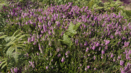 Obraz premium Flora of Cantabria in the north of Spain - different colors of heather flowering in summer