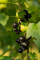 Blurred image of ripe currant berries on a branch against the background of leaves.