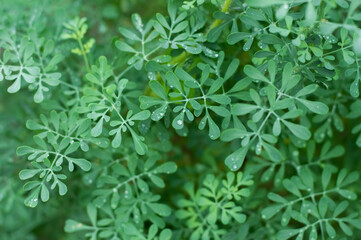 Blurred image of green leaves with water drops on a summer day.