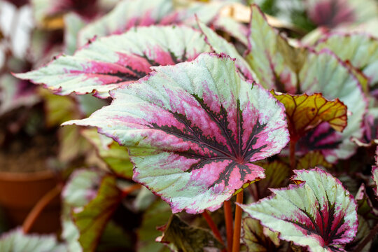 Begonia Beleaf “Evening Glow”. Begonia Beleaf is a beautiful plant with great leaf structure and striking colors. It's a popular houseplant.