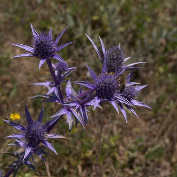flora of Cantabria - blue flower heads of Eryngium bourgatii, Meditarranean sea holly