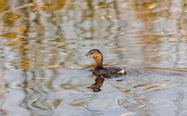 Pied billed grebe on pond