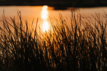 Closeup shot of grass in front of the lake during the sunset