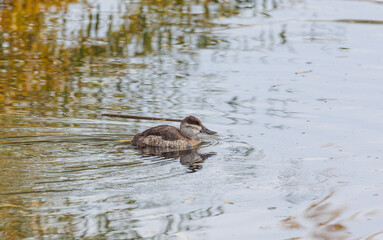 Ruddy duck floating in pond