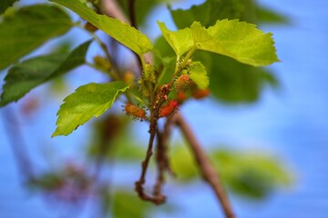 The beauty of a mulberry tree found at Lagoa do Violão in Torres in Rio Grande do Sul, Brazil.