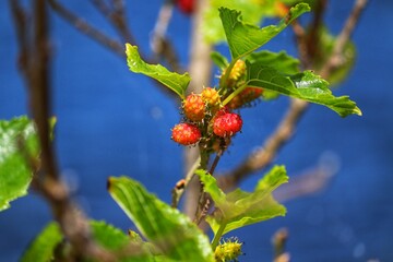 Fototapeta premium The beauty of a mulberry tree found at Lagoa do Violão in Torres in Rio Grande do Sul, Brazil.