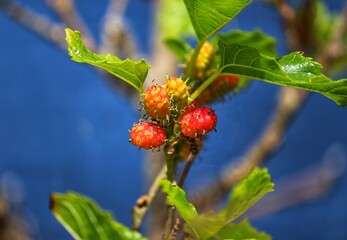 The beauty of a mulberry tree found at Lagoa do Violão in Torres in Rio Grande do Sul, Brazil.