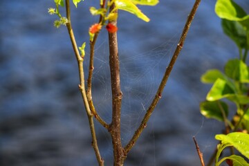 The beauty of a mulberry tree found at Lagoa do Violão in Torres in Rio Grande do Sul, Brazil.