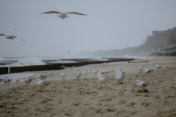 many ivory gulls are sitting on the sandy sea beach