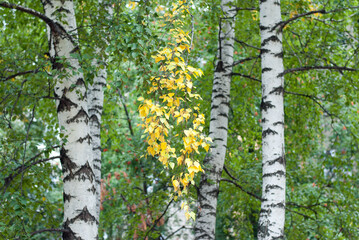 A branch with yellow leaves on a birch in the park.