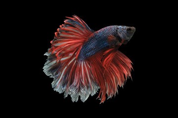 Rosetail betta fish, Fancy Halfmoon Betta, Betta splendens Pla-kad, rhythmic of Betta fish isolated on black background.