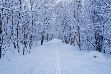 Birch tree grove at winter day.