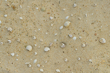 Fototapeta na wymiar Natural texture of beach sand and shells on flat lay