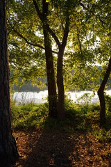 Trees in front of lake water at Texas State Park
